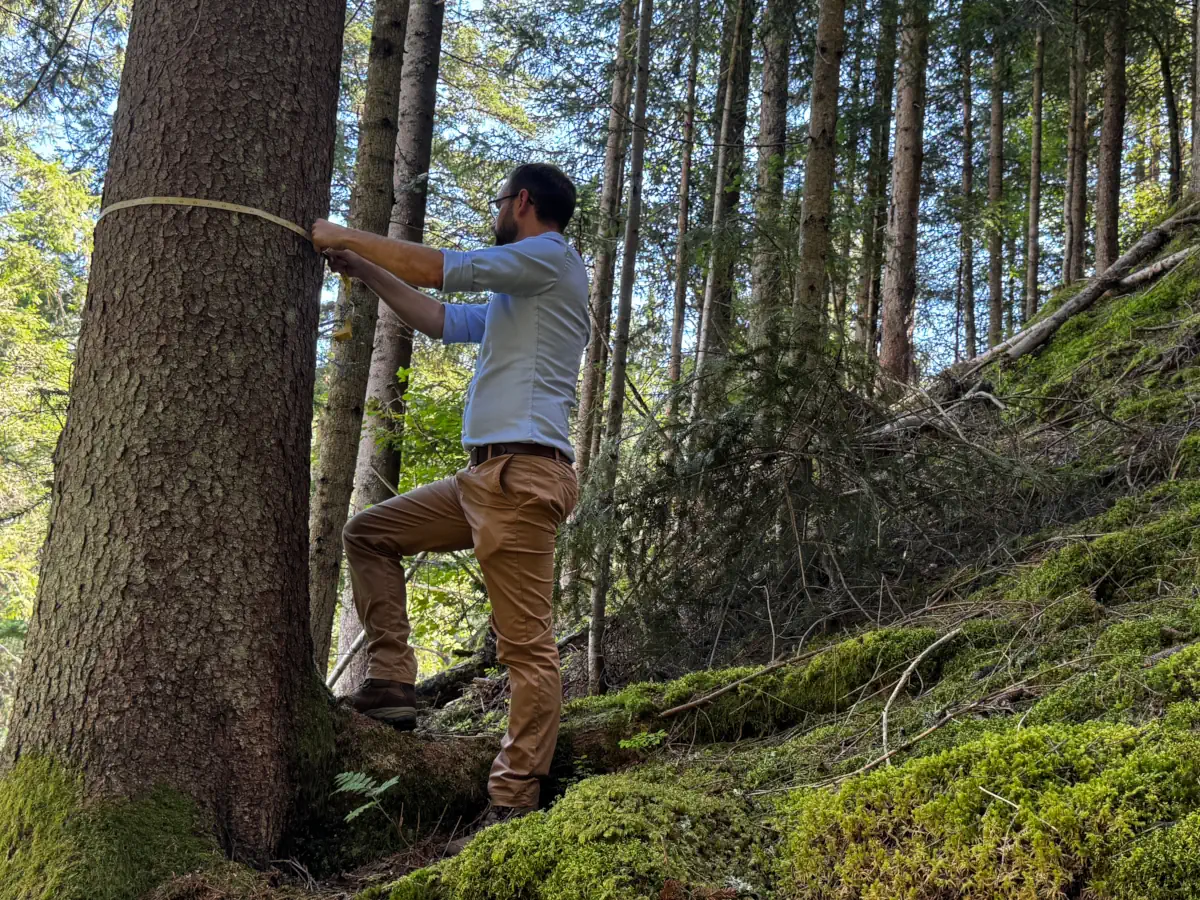Waldbewertung